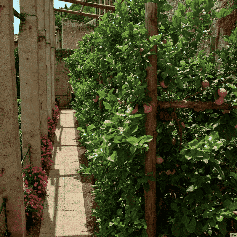Limonaia del Castel
