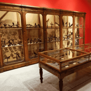 Museo Civico di Storia Naturale di Cremona