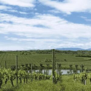 Lugana Lover Tour e Degustazione La perla del Garda