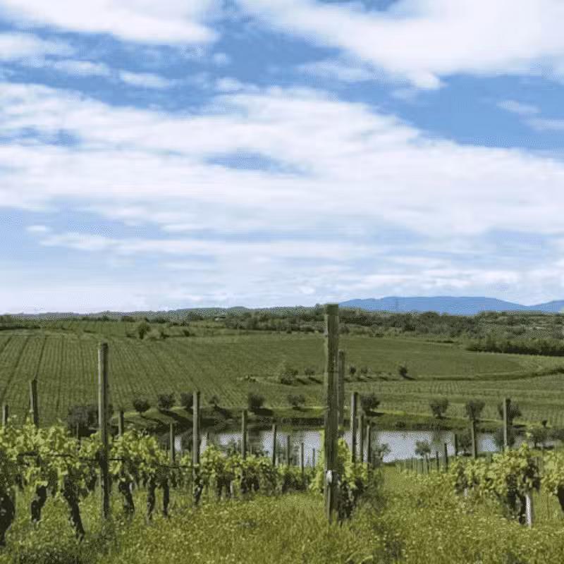 Lugana Lover Tour e Degustazione La perla del Garda