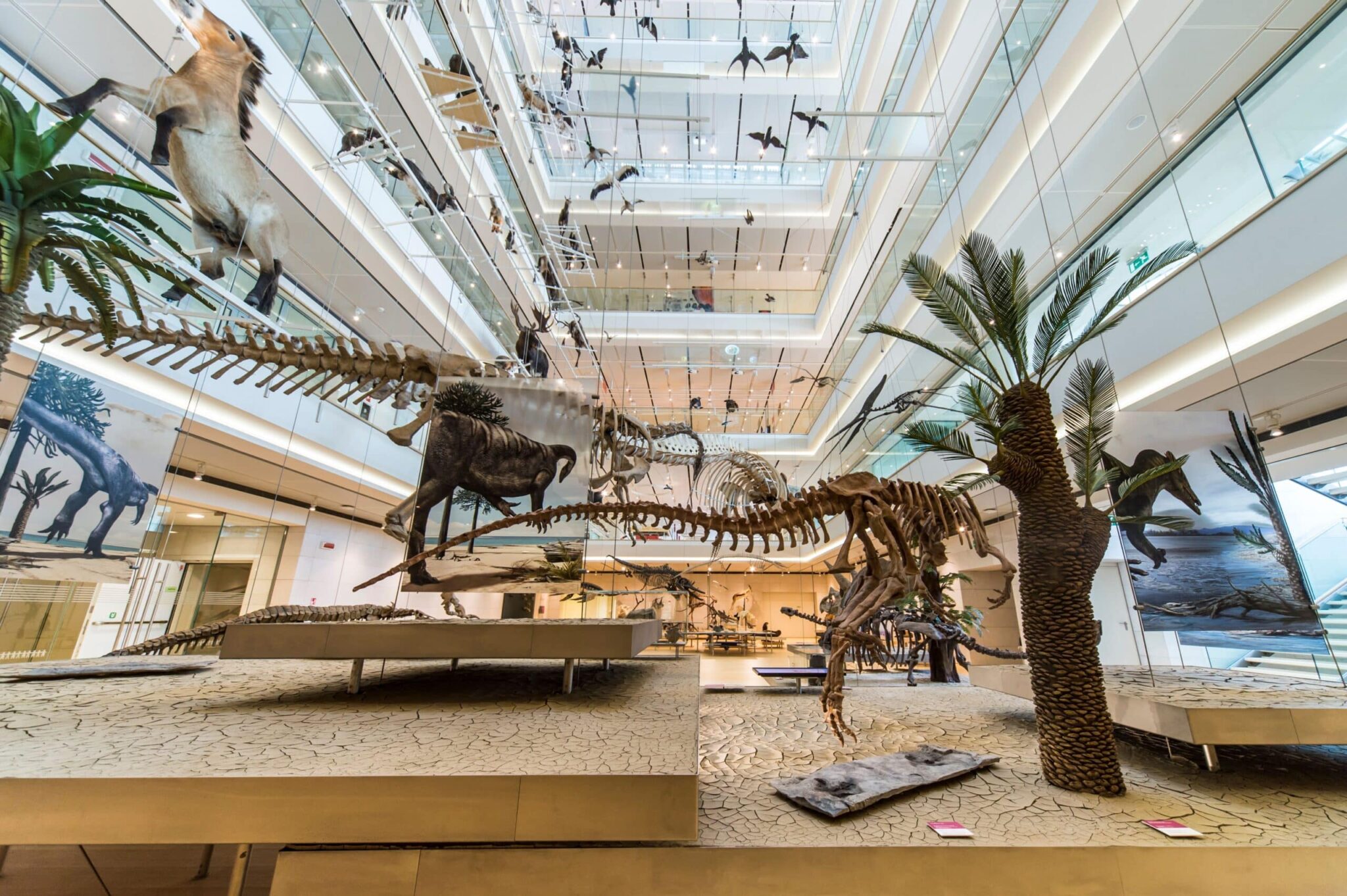 Museo delle Scienze