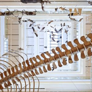Museo delle Scienze